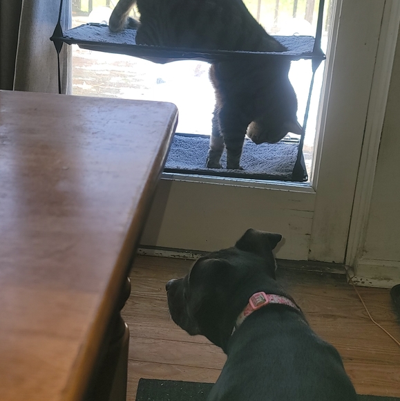 Meet your Posher, Gina - Picture 4 of 7